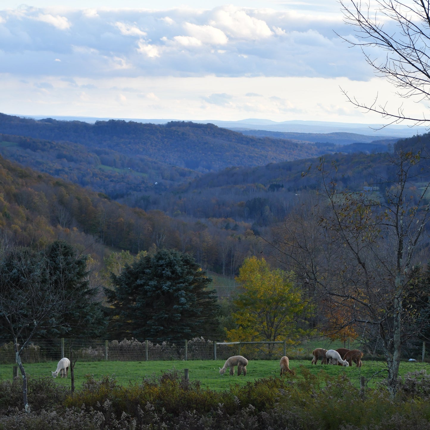 TWILIGHT WITH THE ALPACAS / AUGUST 19, 2026