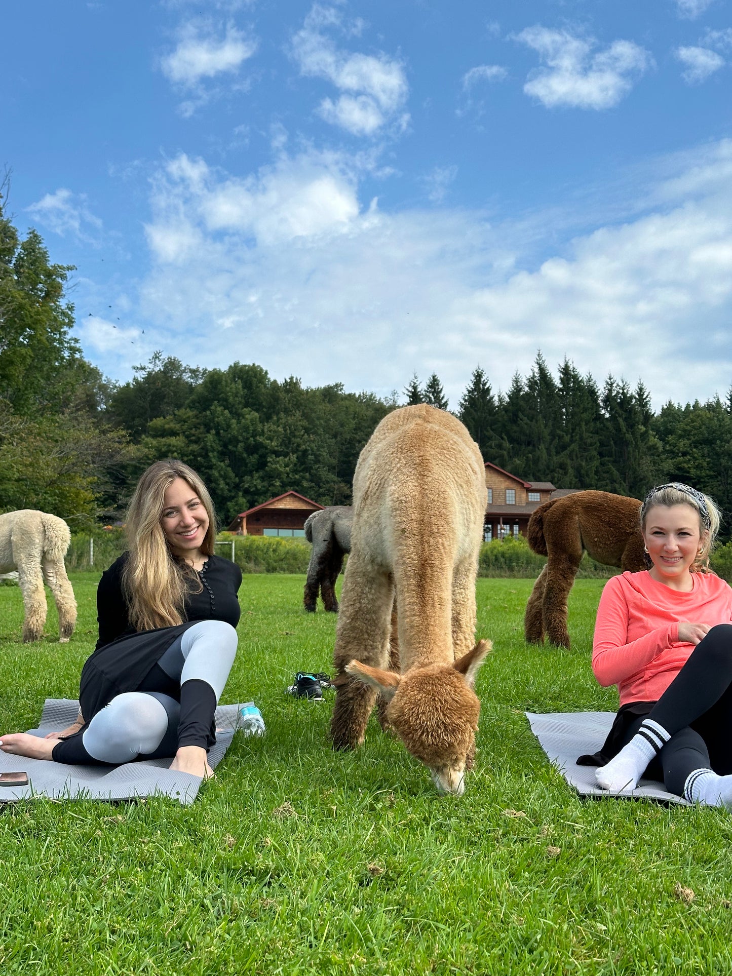 ALPACA YOGA IN JULY/AUG with Cheri Brasseale (Sundays 10AM)