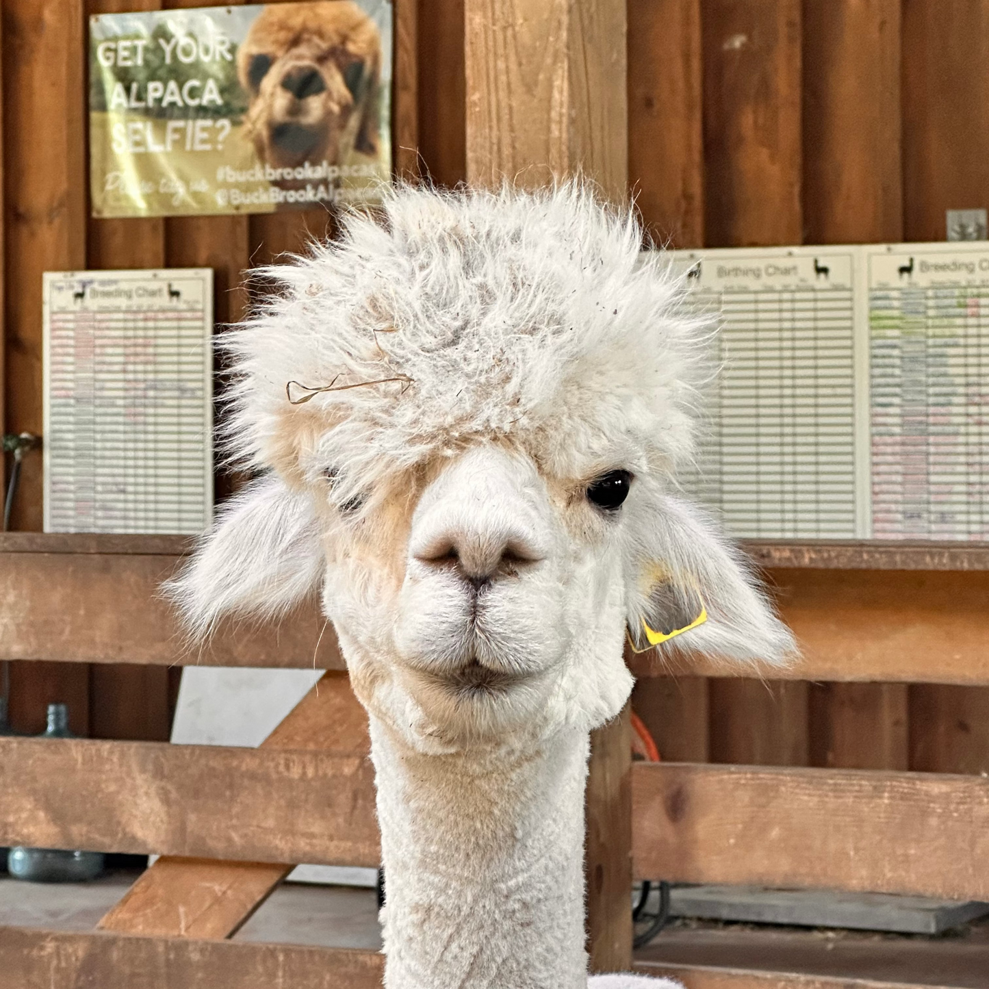 Raw Alpaca Fleece