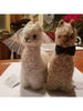 BRIDE AND GROOM ALPACADORABLE