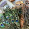 Natural Peacock Feathers