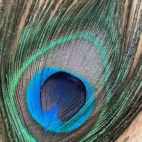 Natural Peacock Feathers