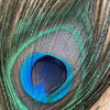 Natural Peacock Feathers