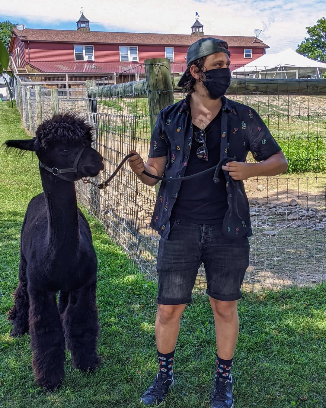 ALPACA WALKS (Take a Little Trek with Your Individual Alpaca)