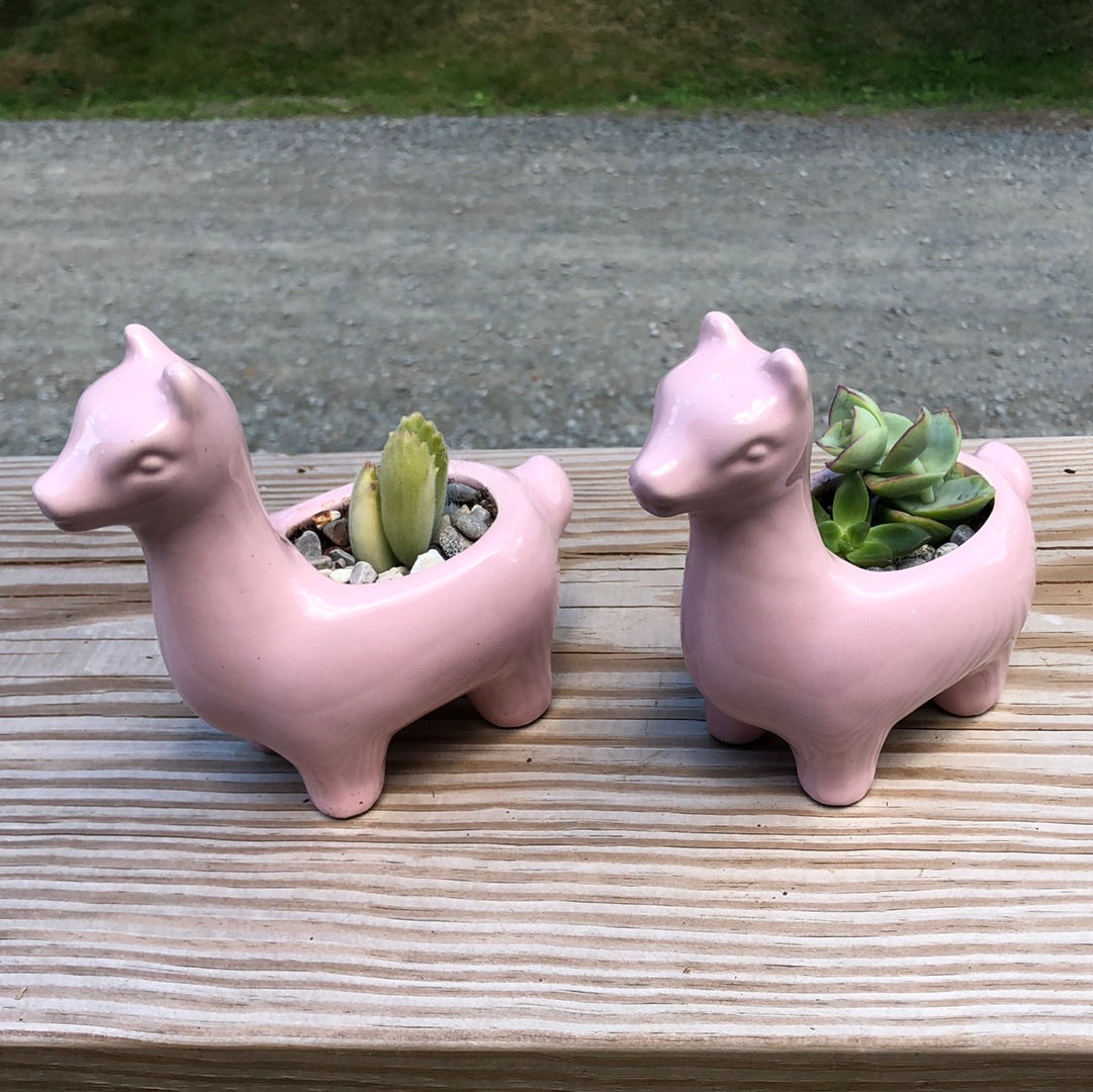 Alpaca planter