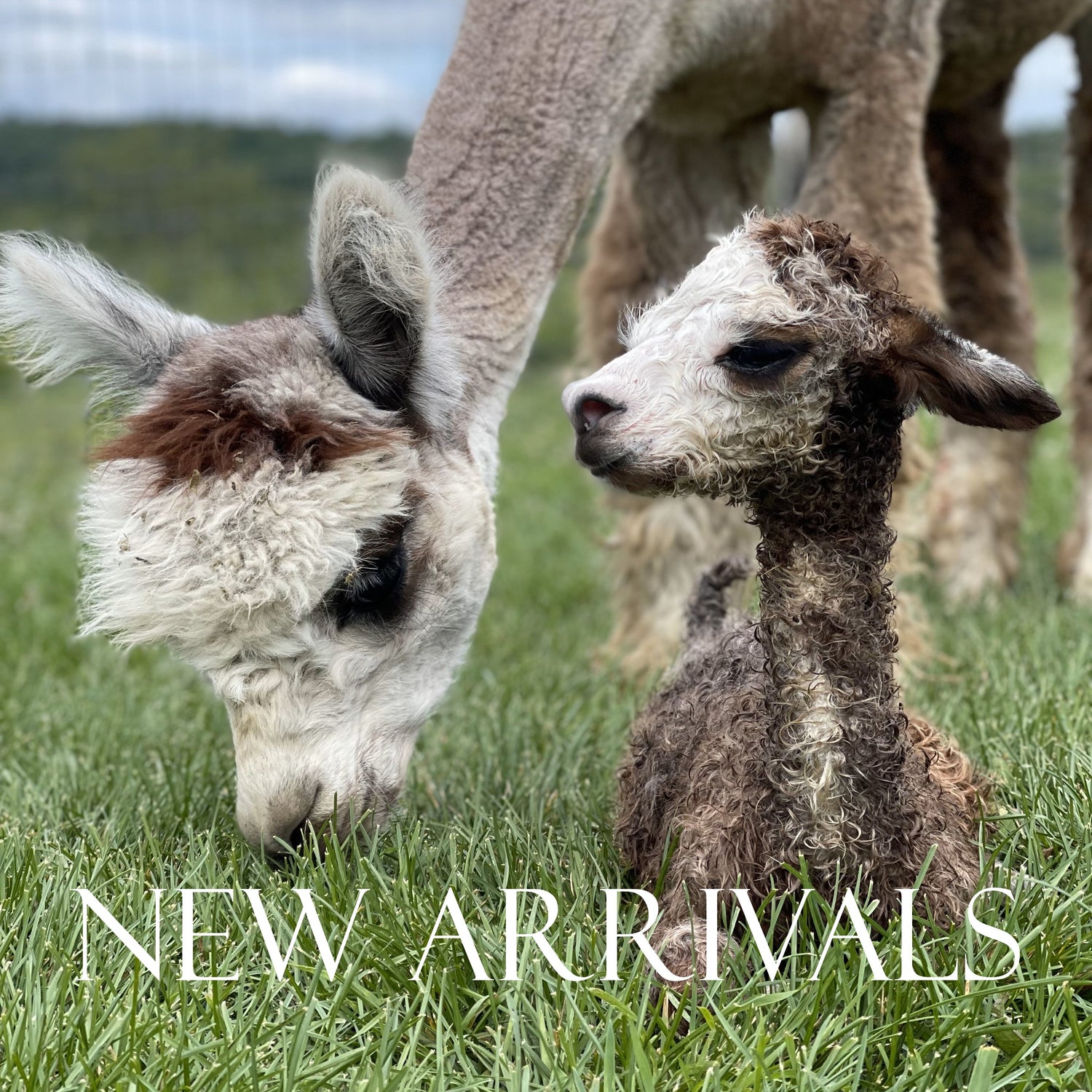 New Arrivals