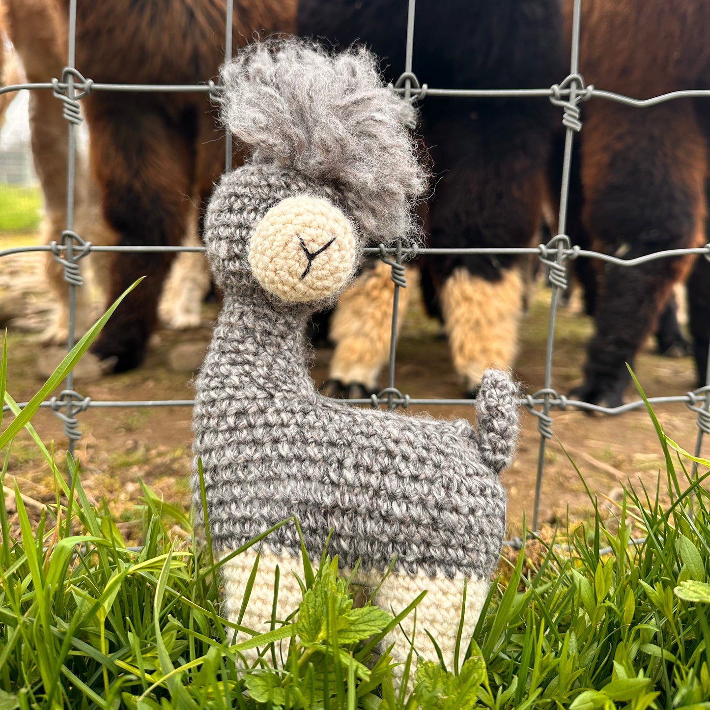 My Alpaca Friend