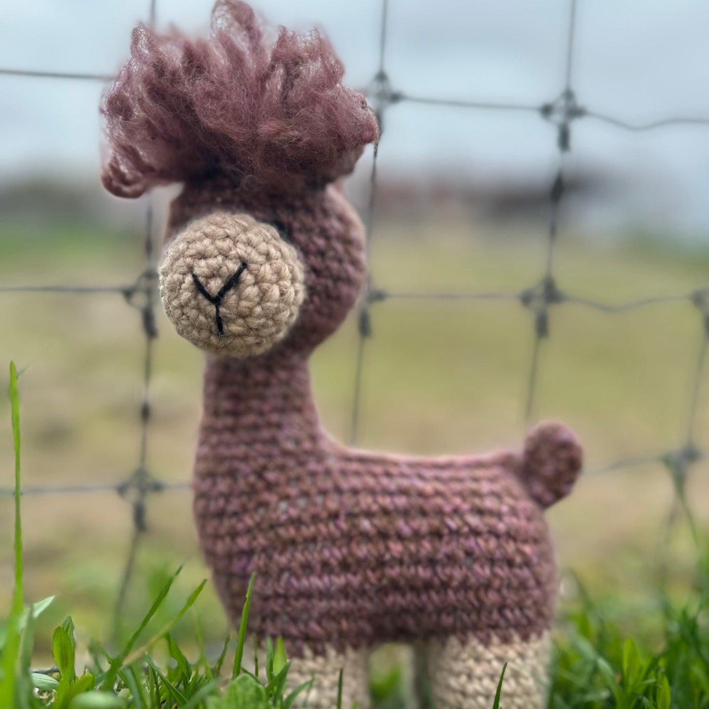 My Alpaca Friend