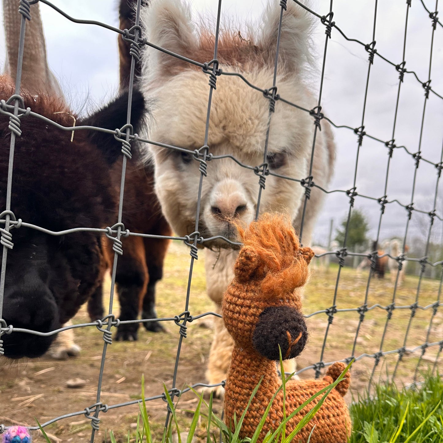 My Alpaca Friend