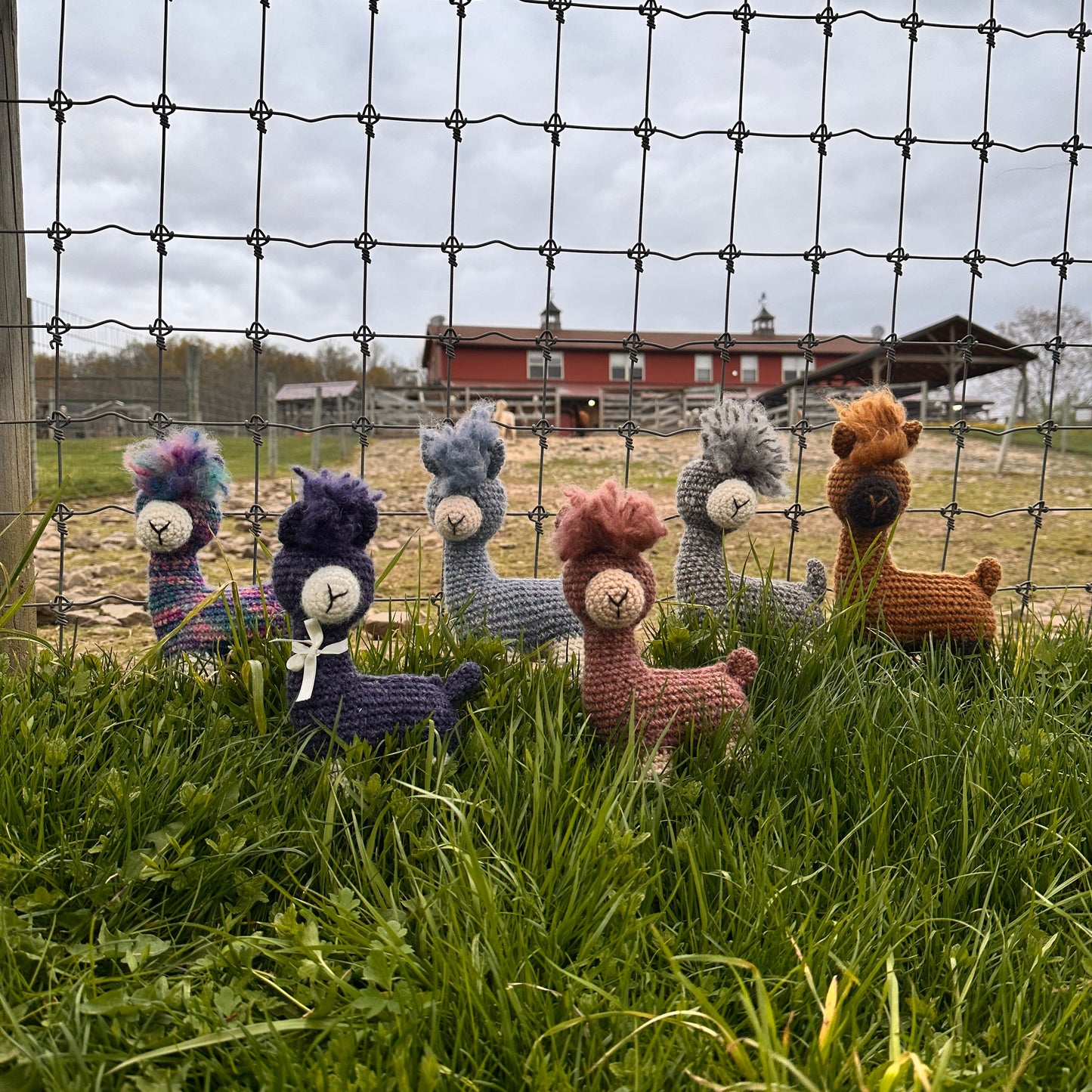 My Alpaca Friend