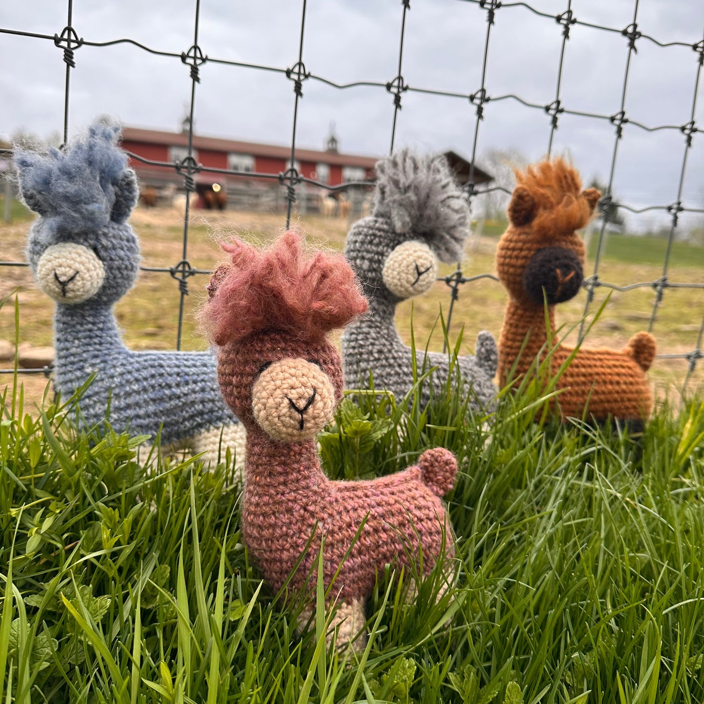 My Alpaca Friend