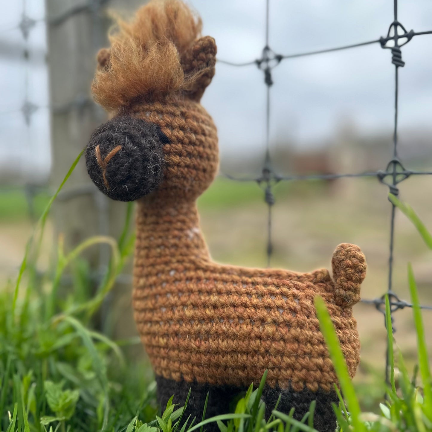 My Alpaca Friend