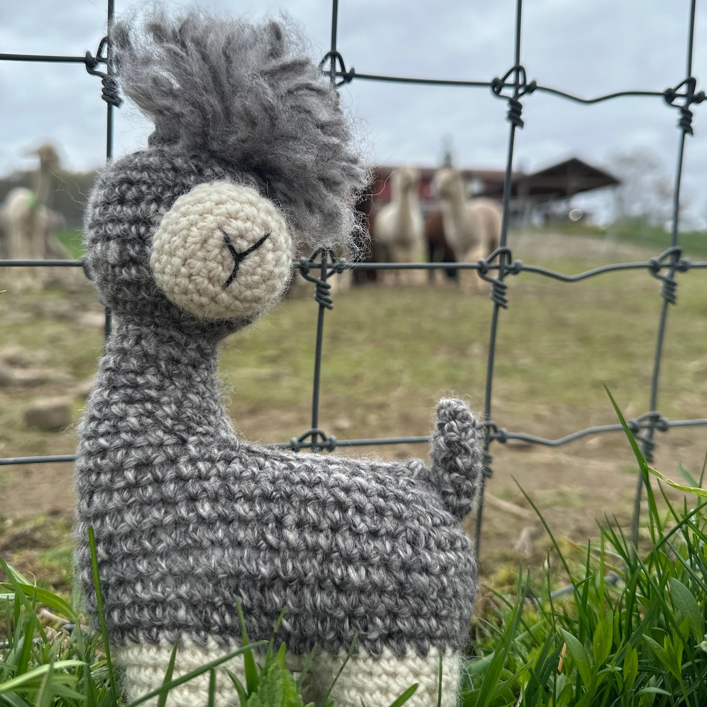 My Alpaca Friend