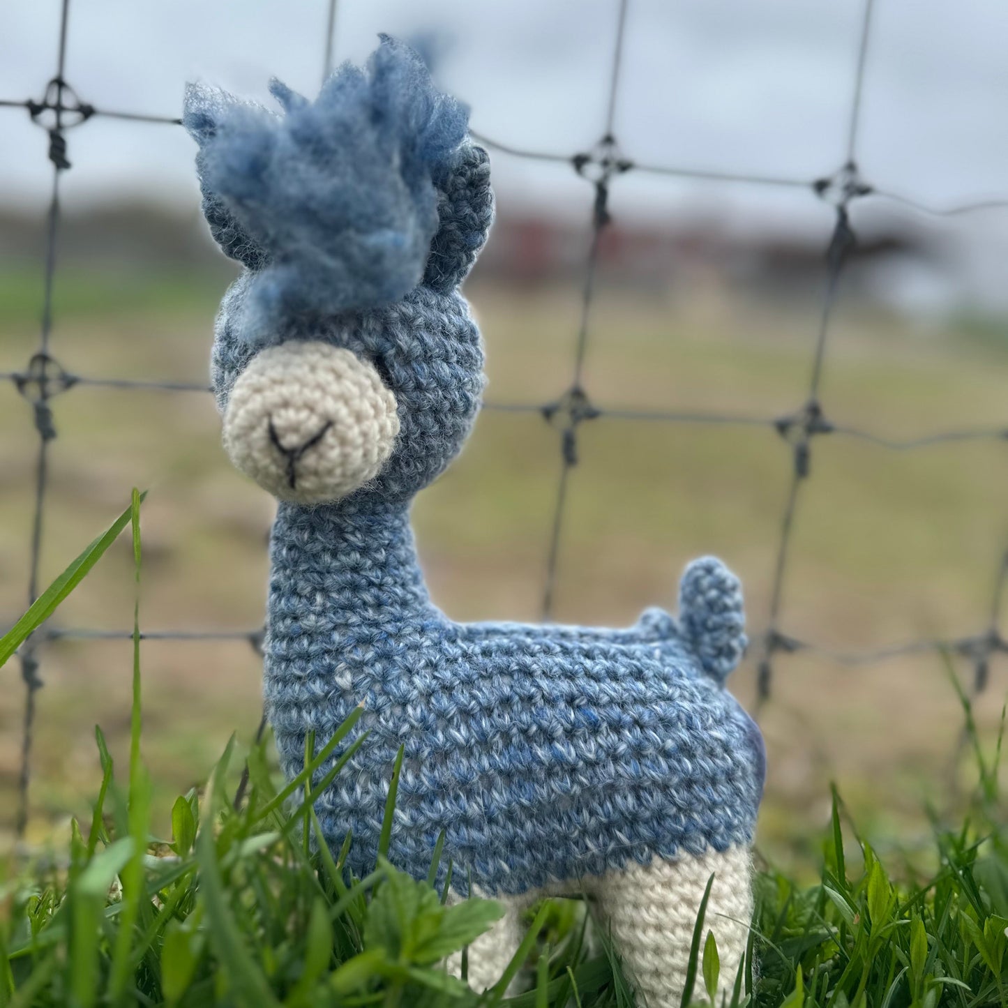 My Alpaca Friend