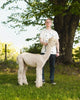 Do-It-Yourself ALPACA PHOTOSHOOTS (with Staff Assistance)