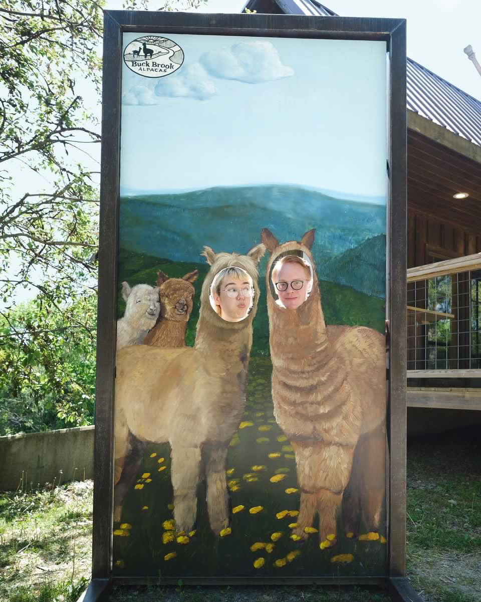 DO-IT-YOURSELF ALPACA PHOTO SHOOTS (Staff Member Assisted)