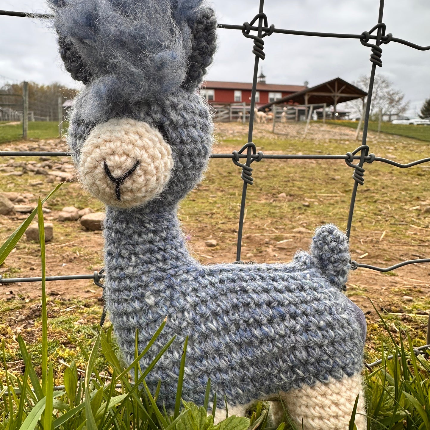 My Alpaca Friend