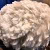 Raw Alpaca Fleece