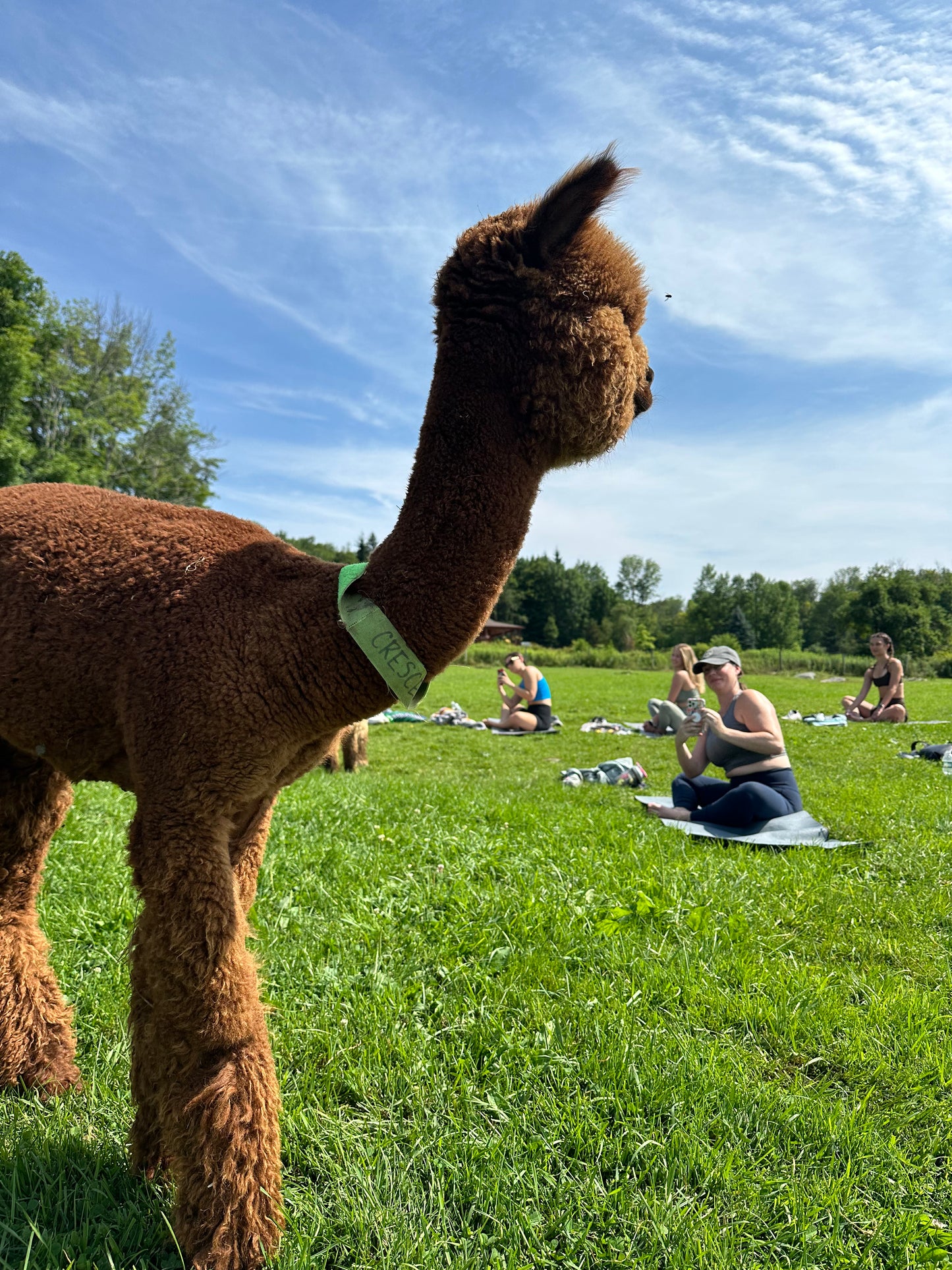 ALPACA YOGA IN JULY/AUG with Cheri Brasseale (Sundays 10AM)