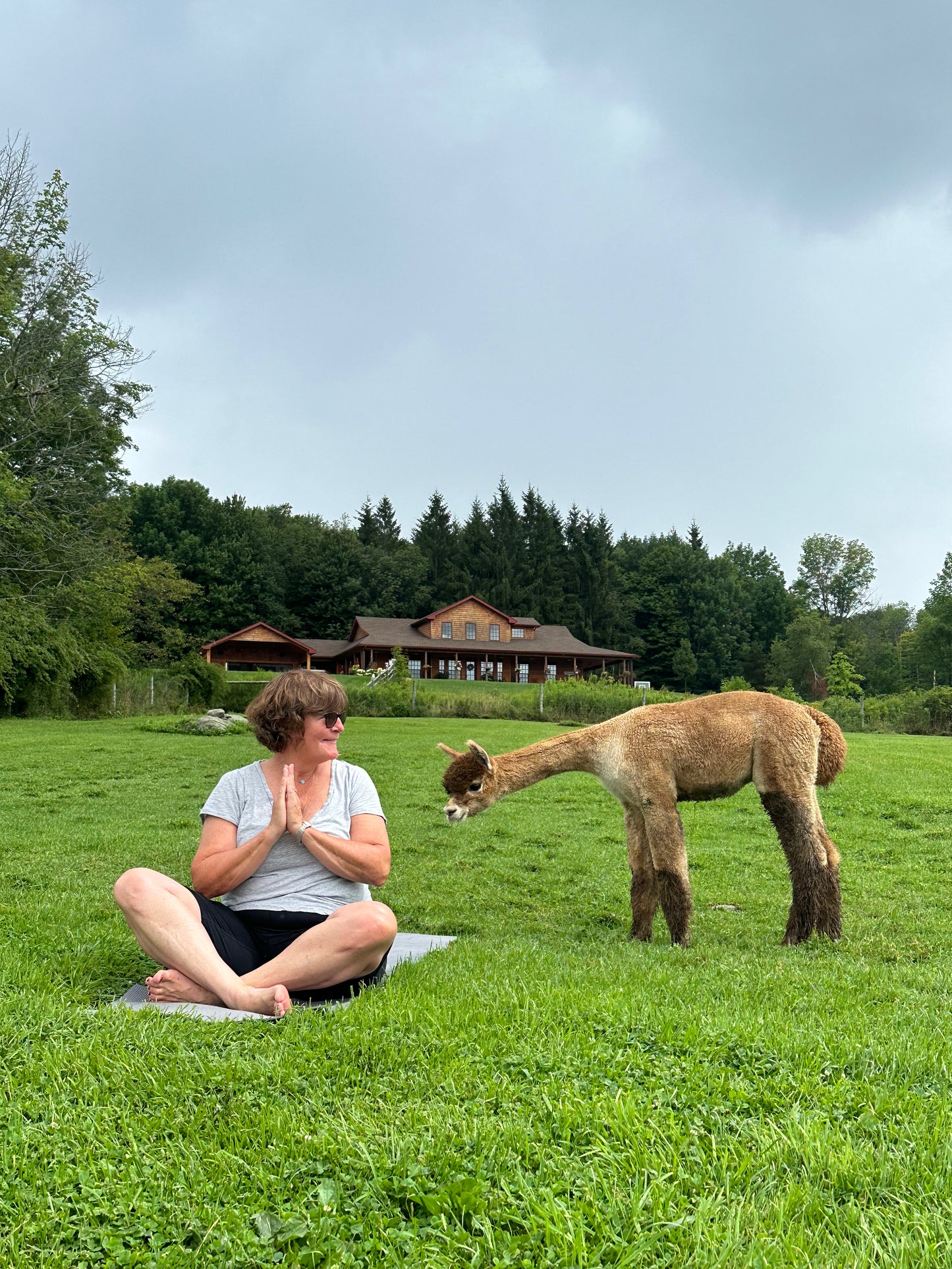 ALPACA YOGA IN JULY/AUG with Cheri Brasseale (Sundays 10AM)