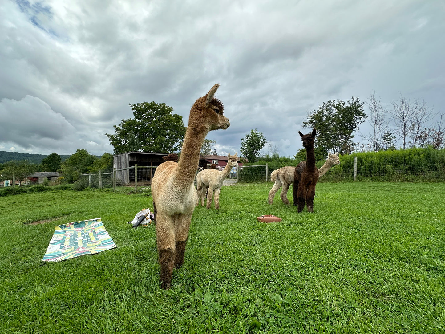 ALPACA YOGA IN JULY/AUG with Cheri Brasseale (Sundays 10AM)