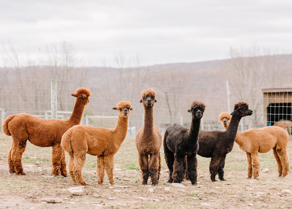 GENERAL ADMISSION TICKETS (Entry + Explore the Farm at Your Own Pace)