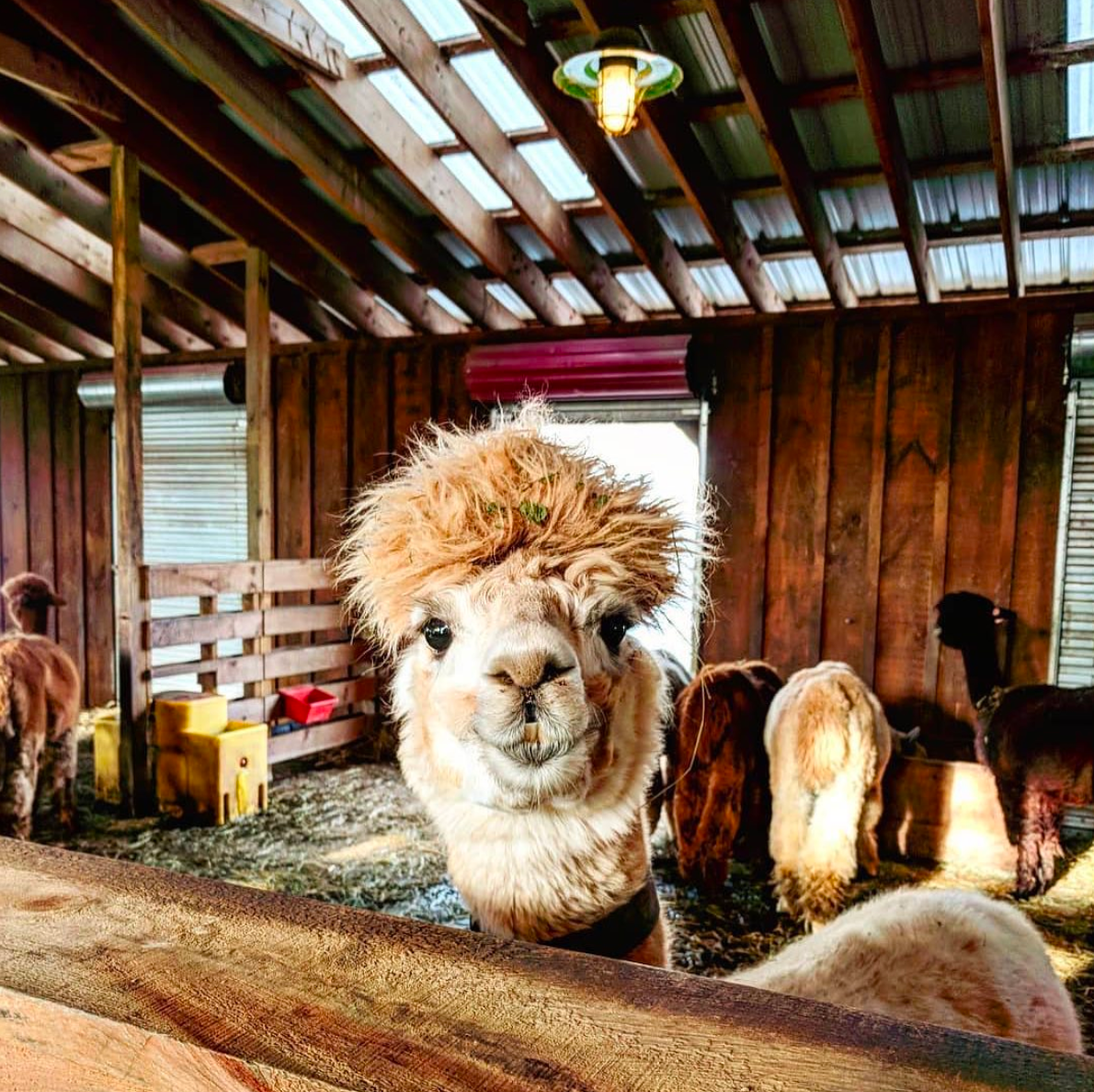 PRIVATE TOURS (Comprehensive Farm Tours for Small + Large Groups)
