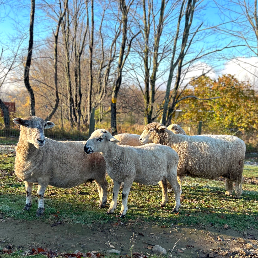 GENERAL ADMISSION TICKETS (Entry + Explore the Farm at Your Own Pace)