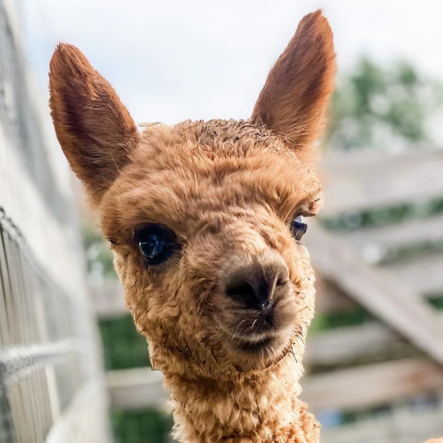 PRIVATE TOURS (Comprehensive Farm Tours for Small + Large Groups)