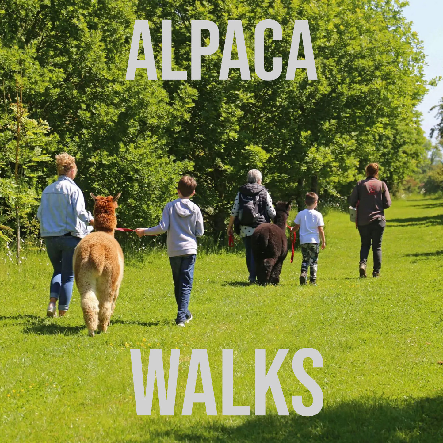 ALPACA WALKS (Take a Little Trek with Your Individual Alpaca)