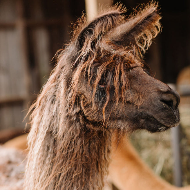 PRIVATE TOURS (Comprehensive Farm Tours for Small + Large Groups)