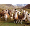 LLAMA JIGSAW PUZZLE