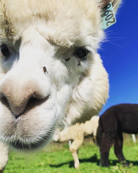 ALPACA YOGA IN JULY/AUG with Cheri Brasseale (Sundays 10AM)