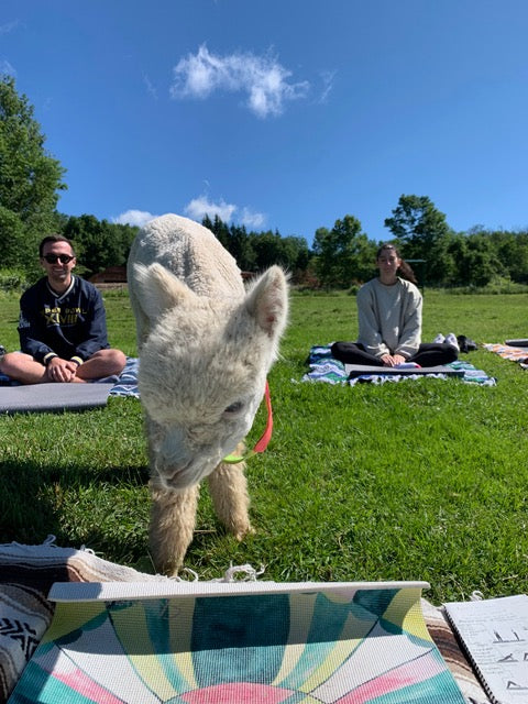 ALPACA YOGA IN JULY/AUG with Cheri Brasseale (Sundays 10AM)
