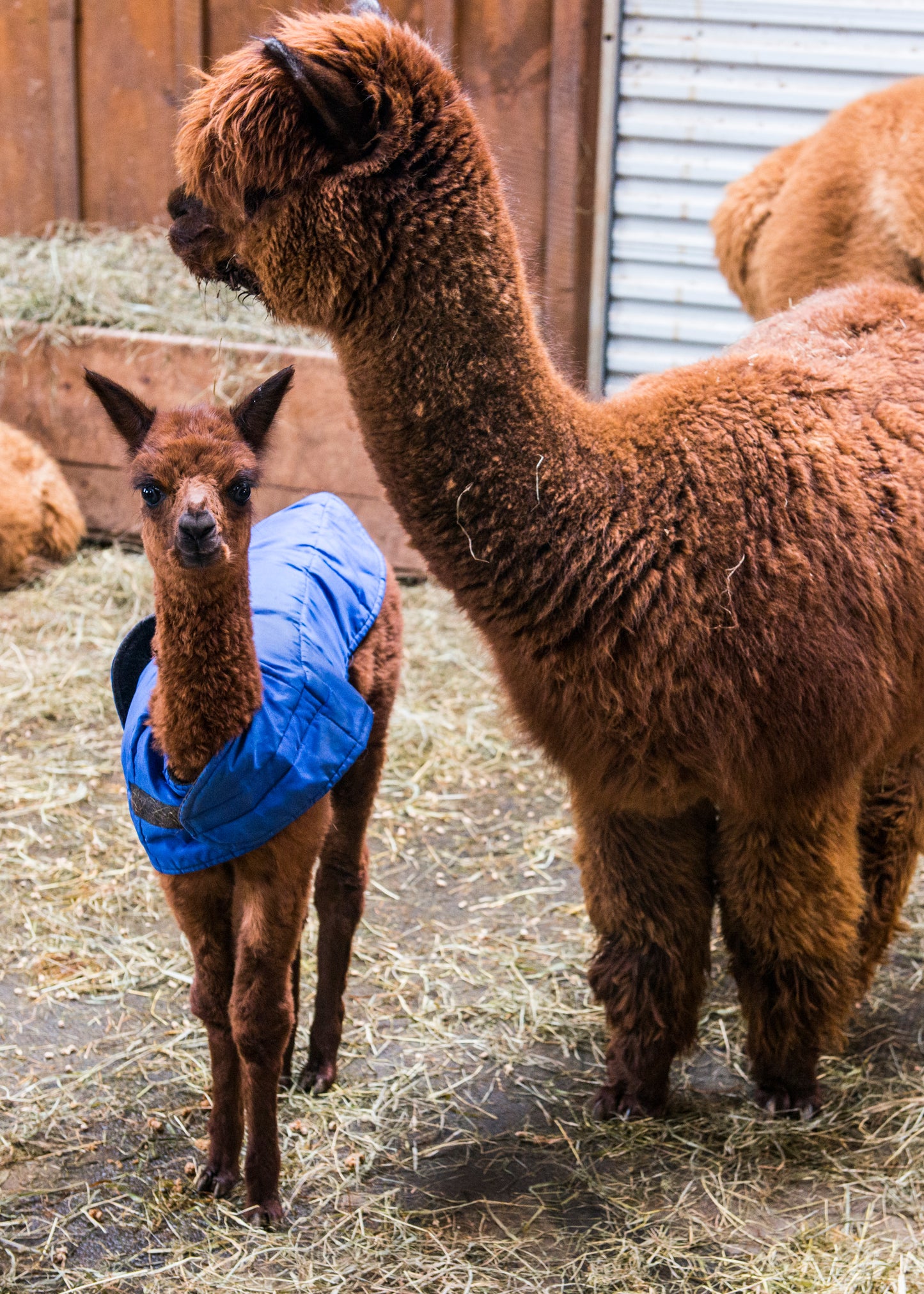 GENERAL ADMISSION TICKETS (Entry + Explore the Farm at Your Own Pace)
