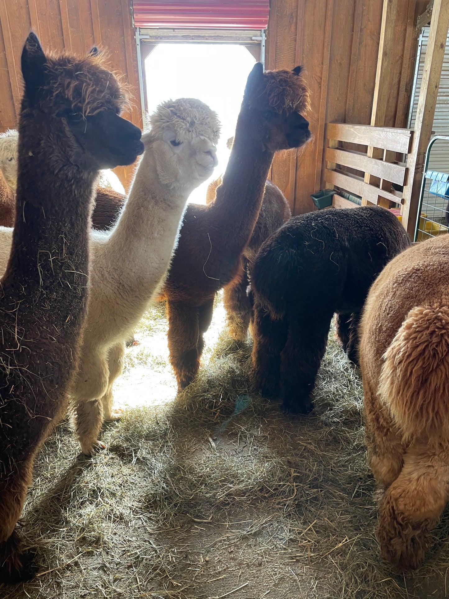 GENERAL ADMISSION TICKETS (Entry + Explore the Farm at Your Own Pace)