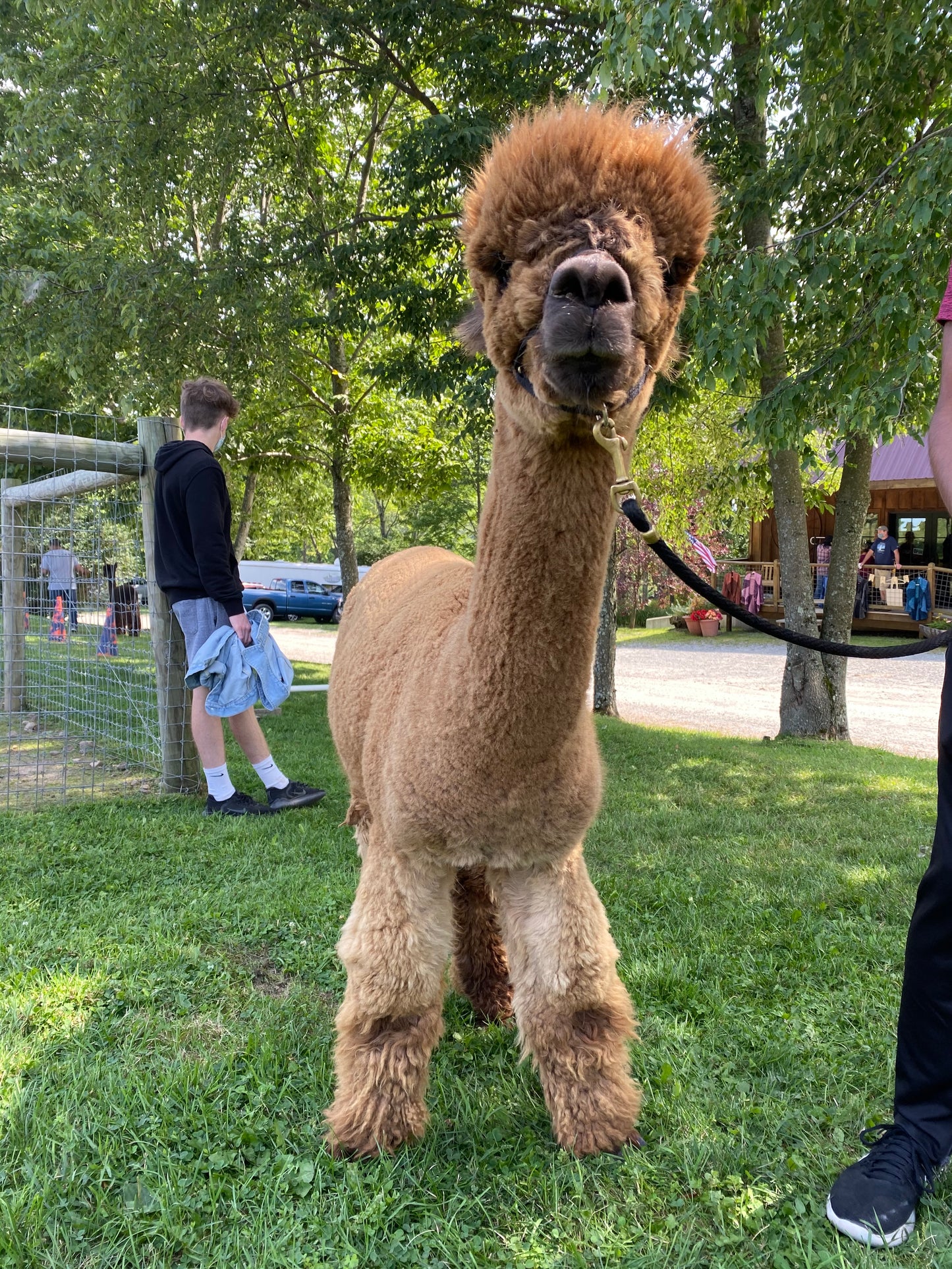 ALPACA WALKS (Take a Little Trek with Your Individual Alpaca)