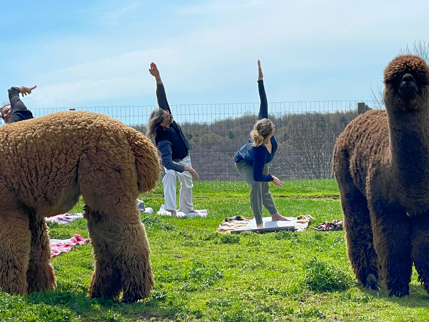 ALPACA YOGA IN JULY/AUG with Cheri Brasseale (Sundays 10AM)