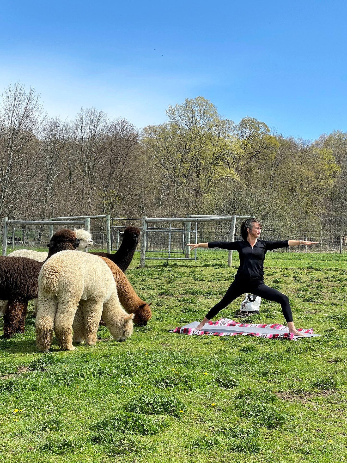 ALPACA YOGA IN JULY/AUG with Cheri Brasseale (Sundays 10AM)