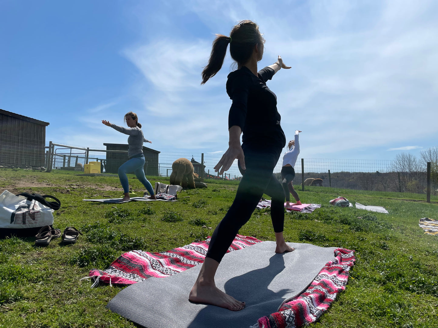 ALPACA YOGA IN JULY/AUG with Cheri Brasseale (Sundays 10AM)