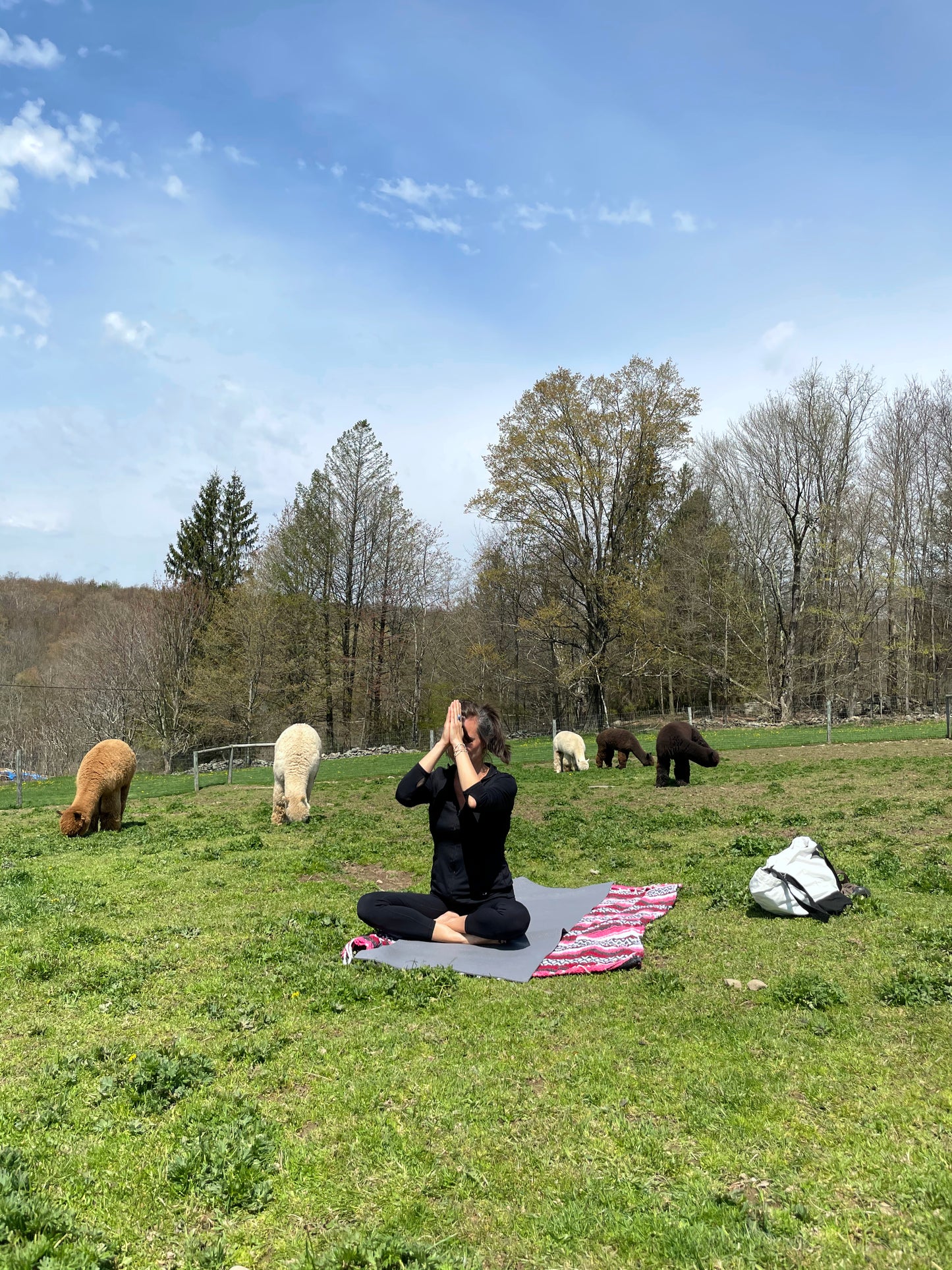 ALPACA YOGA IN JULY/AUG with Cheri Brasseale (Sundays 10AM)