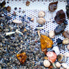 GEM MINING FOSSIL FIND (Seasonal)