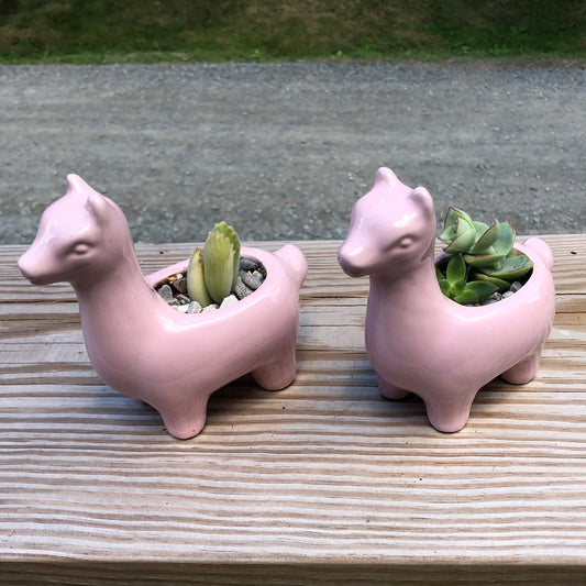Alpaca planter